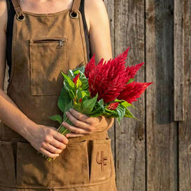 Scarlet Kimono, Celosia Seeds